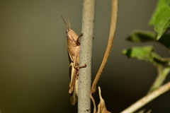 Acrididae