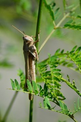 Acrididae