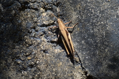 Acrididae
