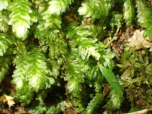 Jungle Thyme-moss (Mesochaete undulata)