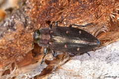 Chrysobothris affinis
