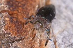 Chrysobothris affinis
