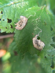 Stigmella plagicolella