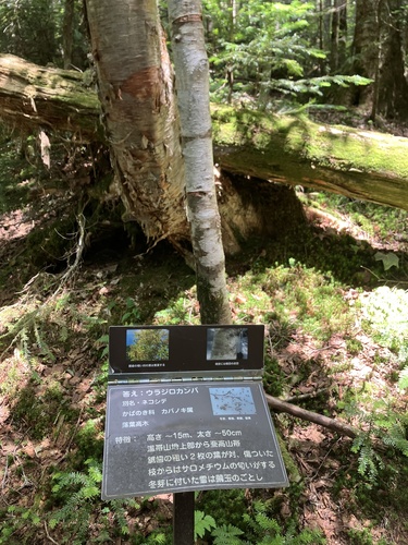 Betula corylifolia iNat (1)