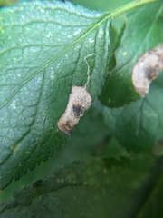 Stigmella plagicolella