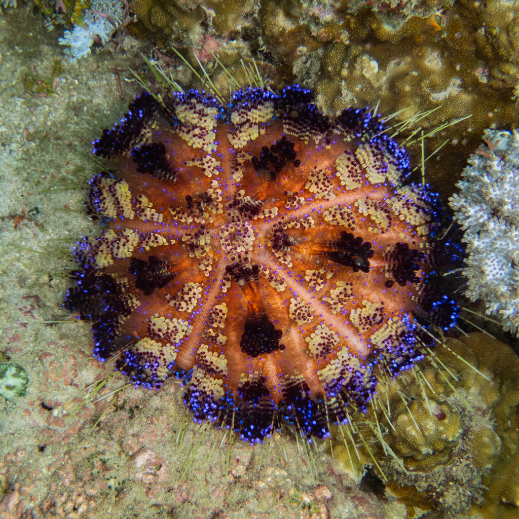Fire Urchin