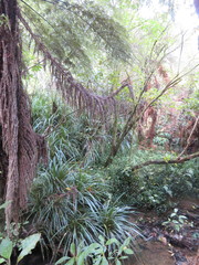Freycinetia banksii