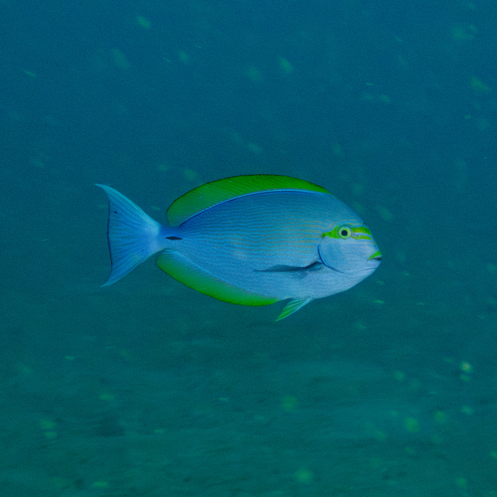 Blue-lined surgeonfish