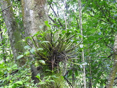 Guarianthe aurantiaca