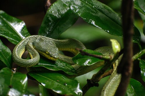 Common Bamboo Viper