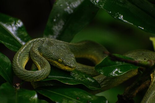 Common Bamboo Viper