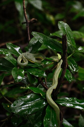 Common Bamboo Viper