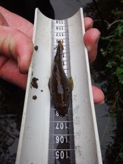 Gobiomorphus huttoni