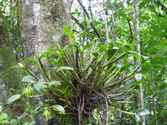 Guarianthe aurantiaca
