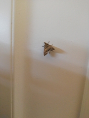 Lepidoptera