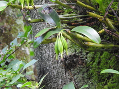 Guarianthe aurantiaca