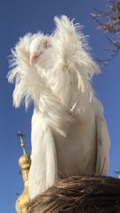 Columba livia domestica