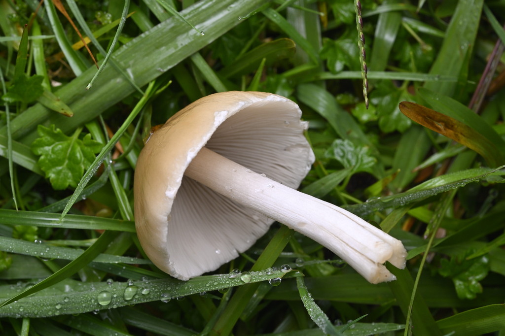 Candolleomyces candolleanus · June 2025 · photo: © invertebratist (iNaturalist, cc-by-nc)