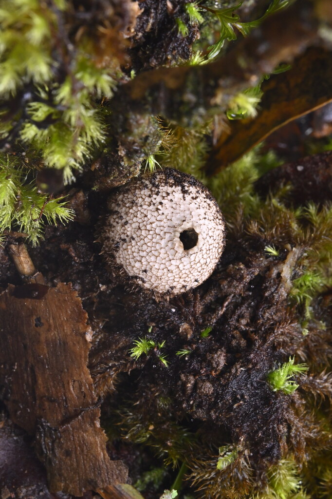 Lycoperdon compactum · June 2025 · photo: © invertebratist (iNaturalist, cc-by-nc)