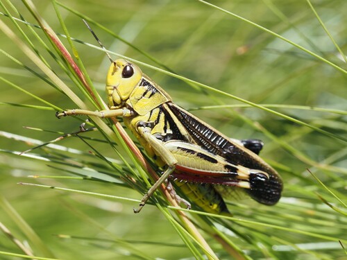 Large Banded Grasshopper