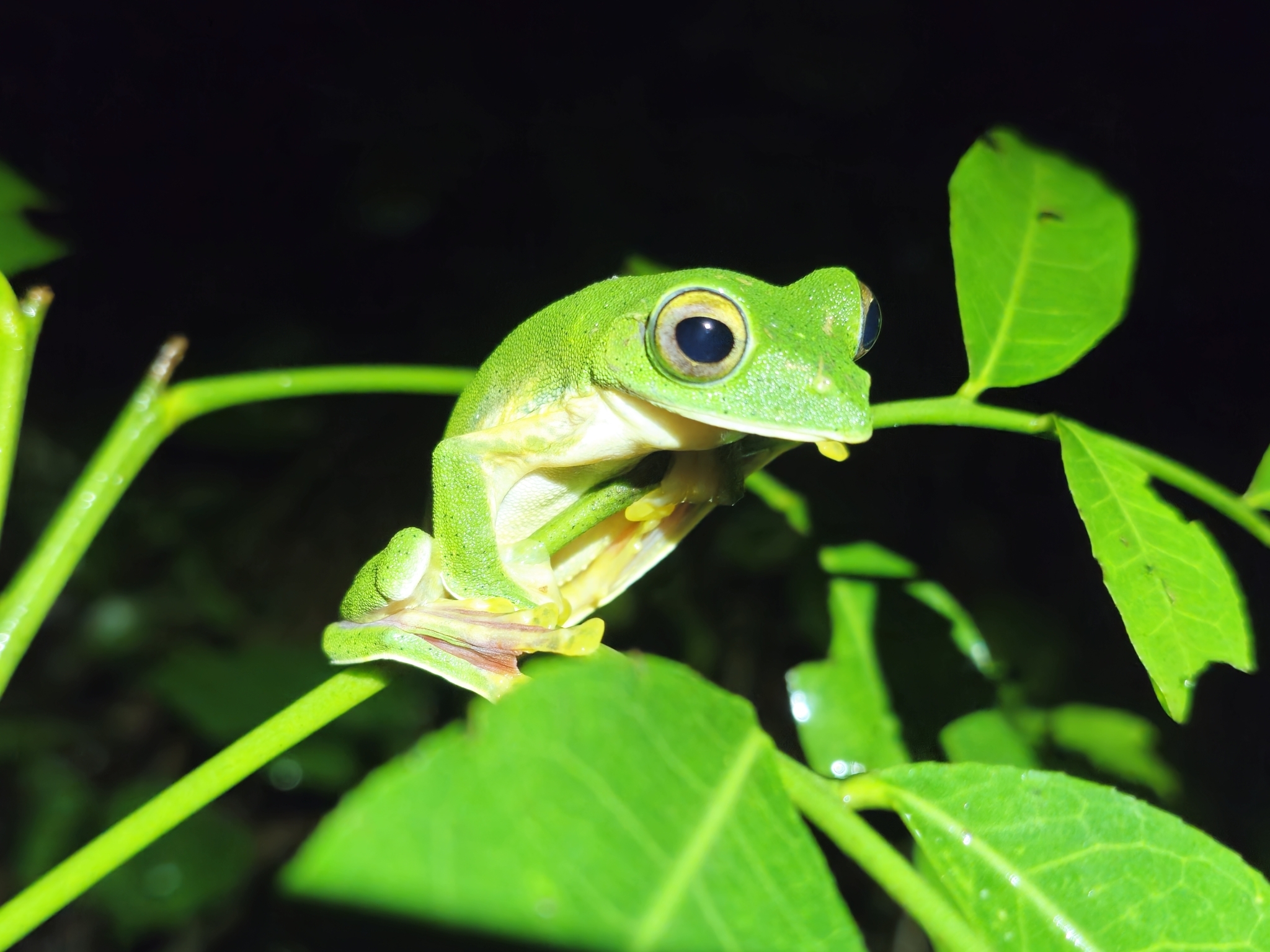 Malabar Gliding Tree Frog