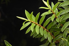 Veronica trisepala (Veronica trisepala)