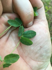 Clitoria mariana