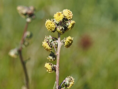 Dark Alpine Wormwood (Artemisia atrata)