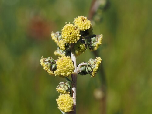 Artemisia atrata, photograph 1