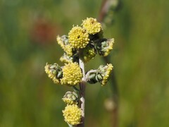 (c) Louis Aureglia, some rights reserved (CC BY) Artemisia atrata, photograph (c) Louis Aureglia, some rights reserved (CC BY)