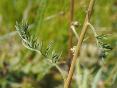 (c) Louis Aureglia, some rights reserved (CC BY) Artemisia atrata, photograph (c) Louis Aureglia, some rights reserved (CC BY)