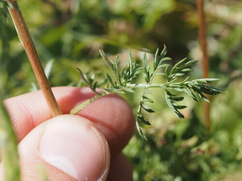 Artemisia atrata, photograph 3
