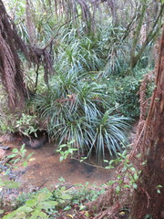 Freycinetia banksii