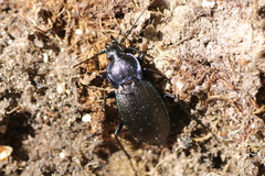 Carabus guadarramus