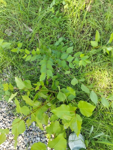 Siberian elm