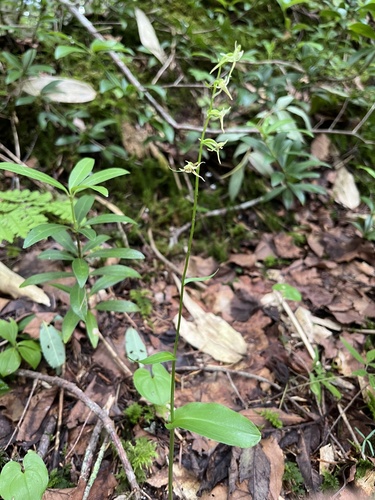 Platanthera ophrydioides iNat (2)