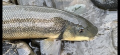 Catostomus macrocheilus
