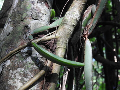 Selenicereus ocamponis