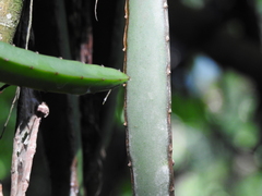 Selenicereus ocamponis