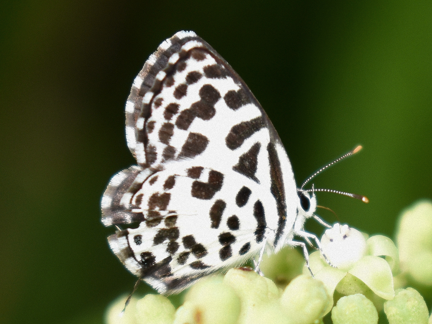 Common Pierrot