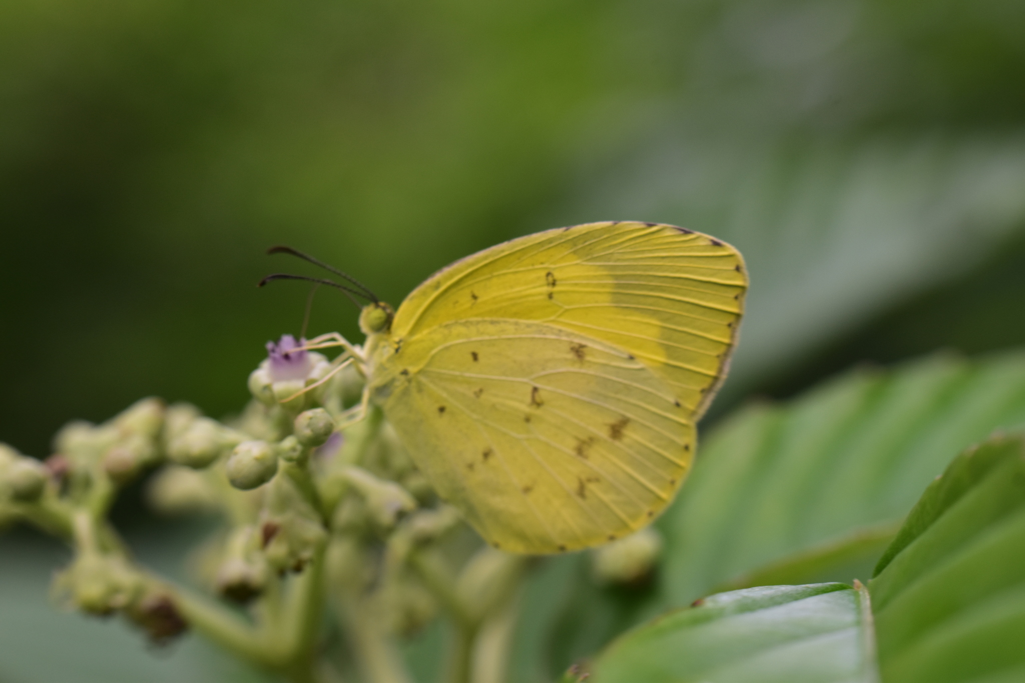 Common Grass Yellow