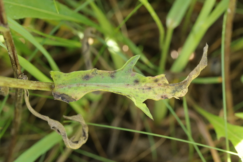 Puccinia calcitrapae observed 2025-07-19