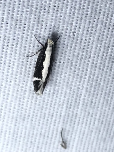 Aroga unifasciella photo 5
