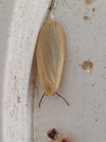 Dingy Footman, photo 5 of 10
