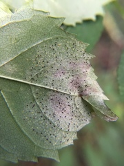 Phyllactinia fraxini