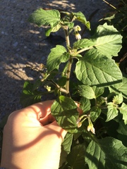 Solanum physalifolium