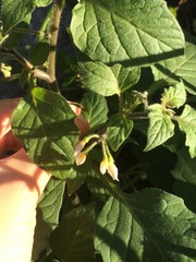 Solanum physalifolium