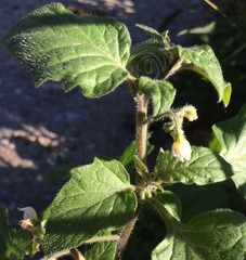 Solanum physalifolium