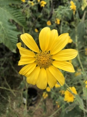 Tithonia tubaeformis