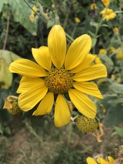 Tithonia tubaeformis